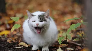 ¿Cómo tranquilizar a un gato?