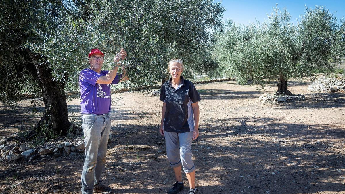 Adrián e Irene, holandeses, en los olivos que cultivan en Cervera.