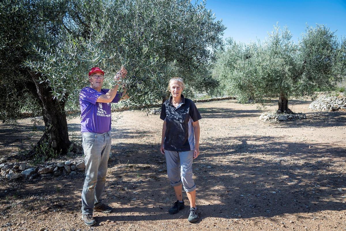 Adrián e Irene, holandeses, en los olivos que cultivan en Cervera.