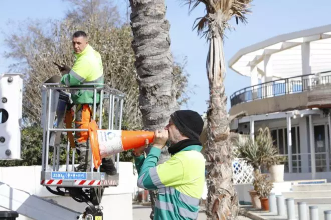 Mallorca erwacht schon aus dem Winterschlaf: So sieht es derzeit an der Playa de Palma aus