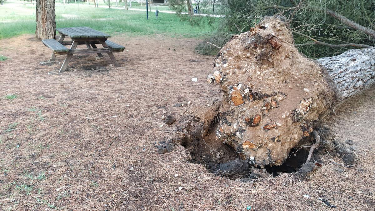 Raíces arrancadas del pino caído en Tres Árboles