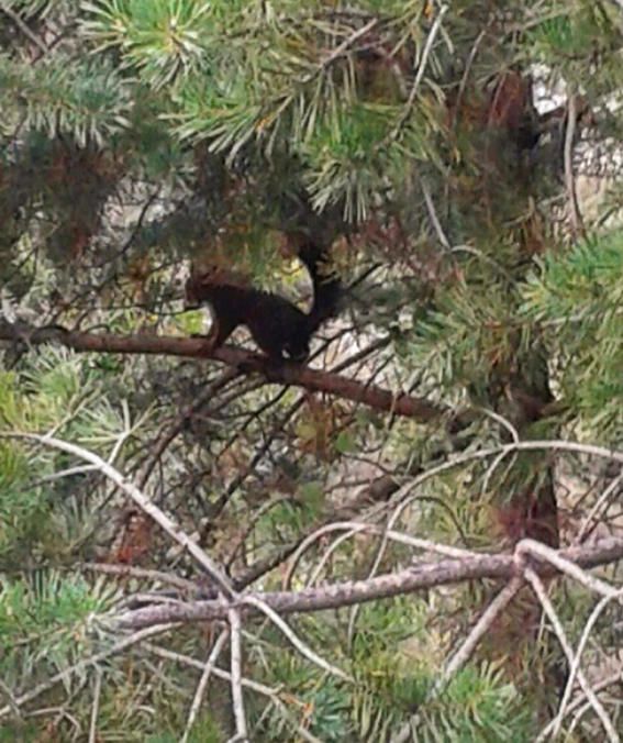 Esquirol. Animalet de petites dimensions i un gran rosegador. Són autèntics acròbates. Per a un esquirol, les branques dels arbres són camins en l’aire.