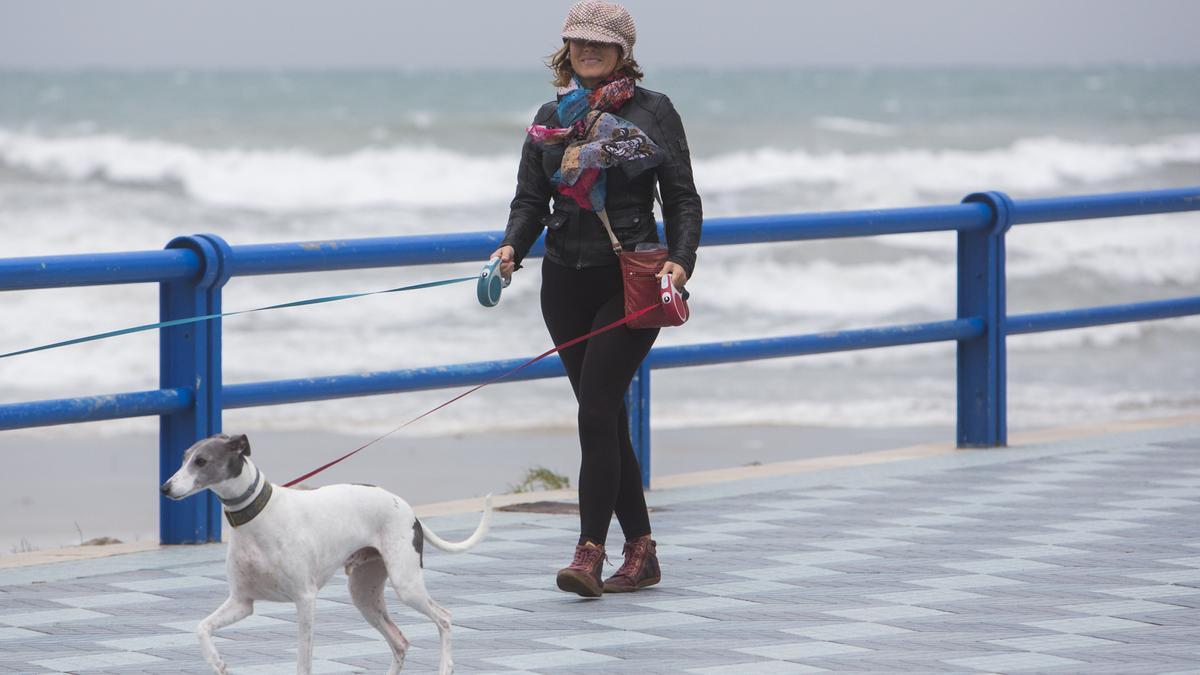 Un mujer pasea junto a su mascota por el paseo que conecta la playa del Postiguet con la zona Volvo.