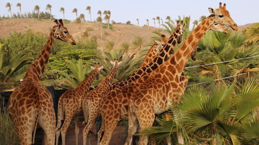 Jirafas En La Sabana De Fuerteventura La Provincia