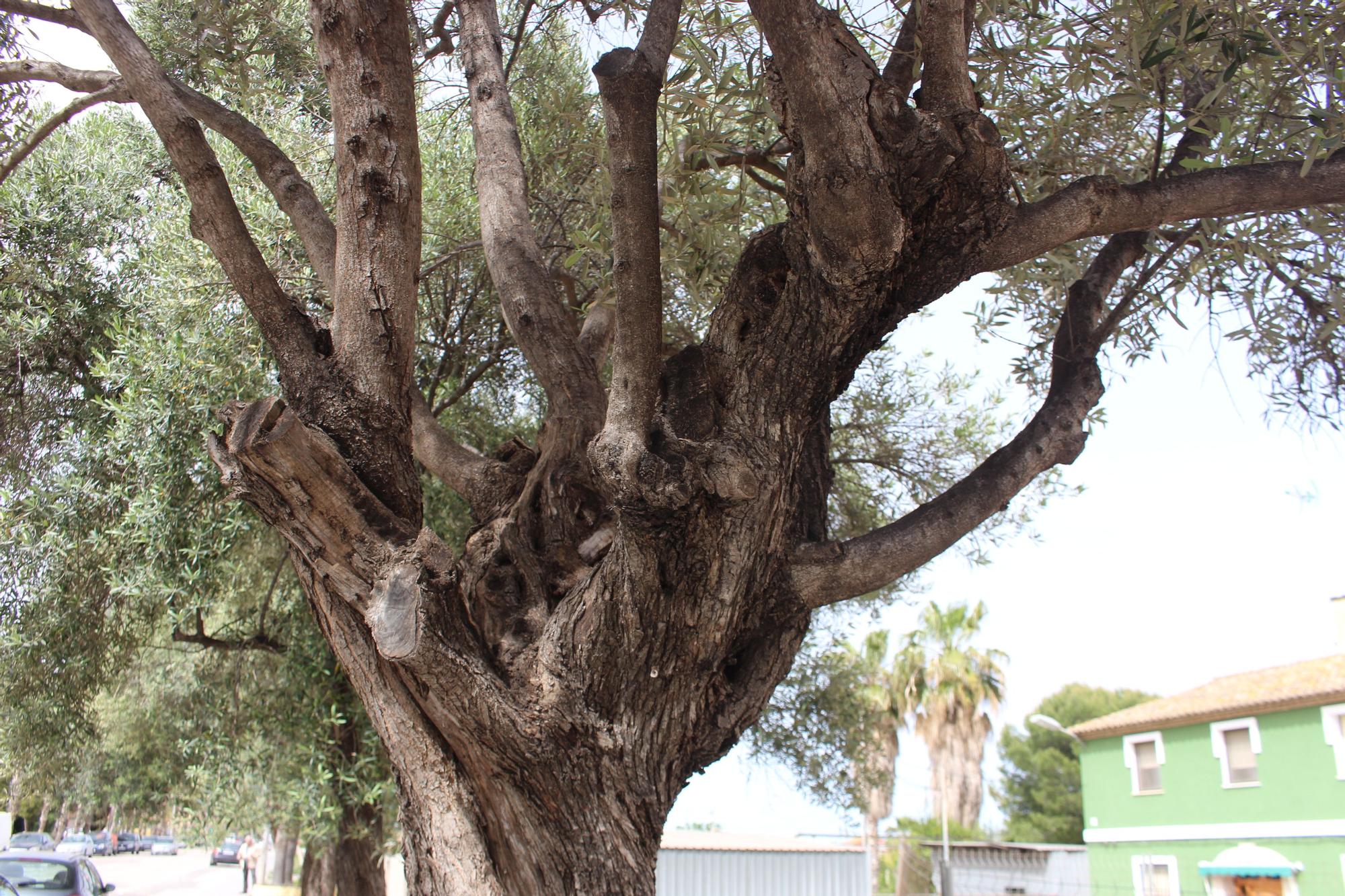 Los desbordados olivos de Castellar-Oliveral