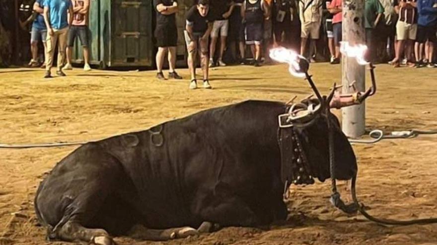 Polémica por el 'bou embolat' en Almassora: "El toro estuvo una hora agonizando, fue muy cruel"