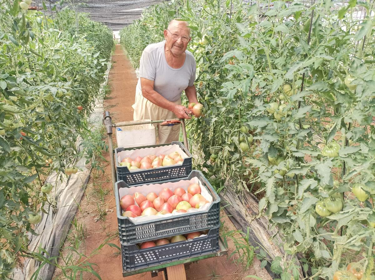 Vicente produce tomates para autoconsumo y reparte el excedente en algunos establecimientos.