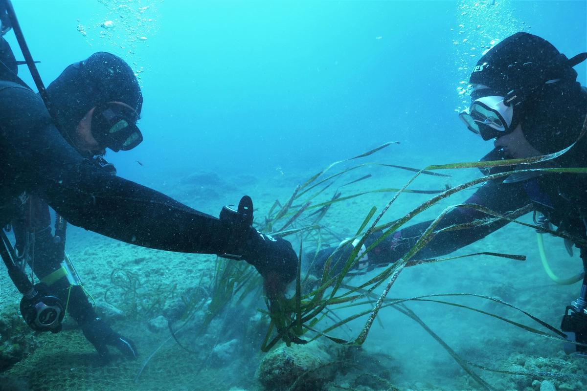 Un diez por ciento de las especies marinas protegidas están en peligro de extinción.