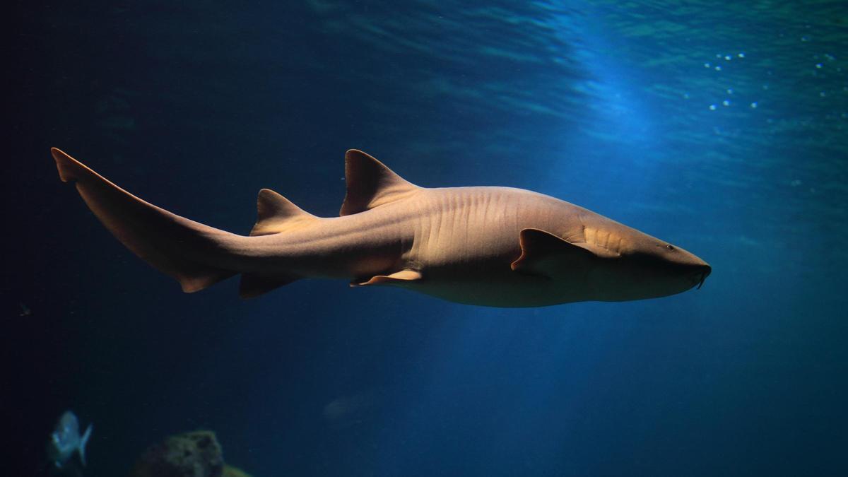 Un tiburón nodriza de l&#039;Oceanogràfic de València.