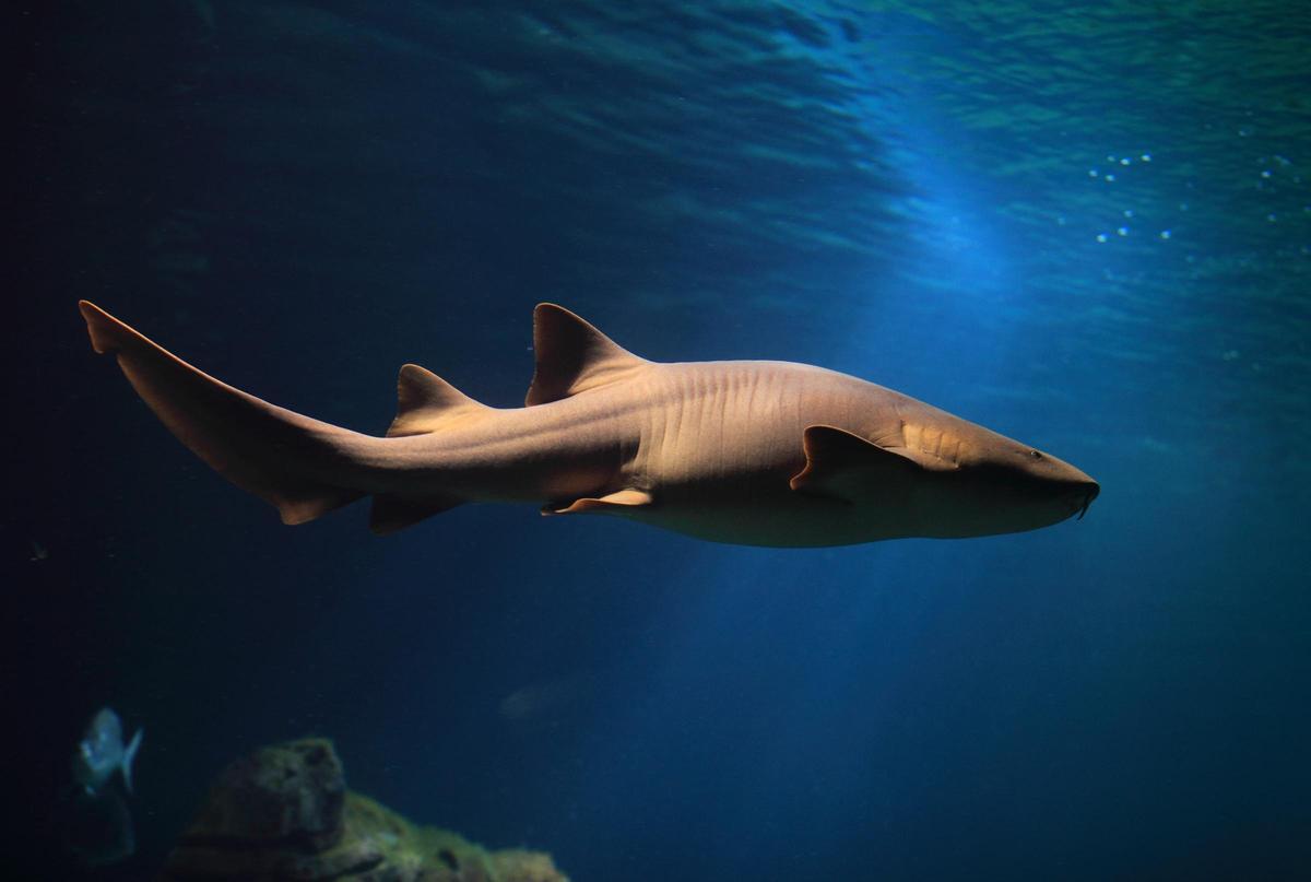 Un tiburón nodriza de l'Oceanogràfic de València.