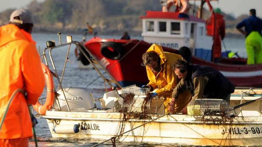 &quot;Rañeiros&quot;, en la pasada campaña de libre marisqueo en Os Lombos do Ulla.  // Iñaki Abella