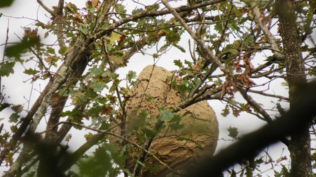 Nido de avispas asiáticas localizado en la Vall d'en Bas.