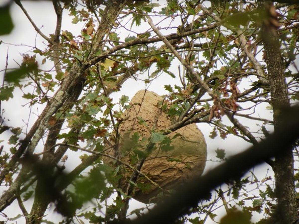 Niu de vespes asiàtiques localitzat a la Vall d’en Bas.