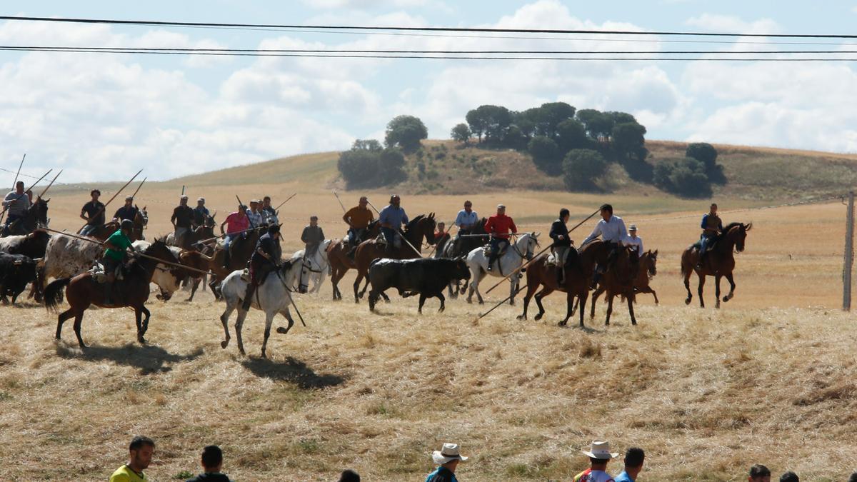 Encierros de Guarrate, por segundo año suspendidos