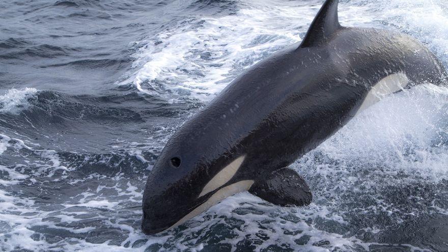 Orca avistada el año pasado en Finisterre