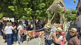 Villa del Río se echa a la calle para celebrar una multitudinaria Romería de San Isidro Labrador