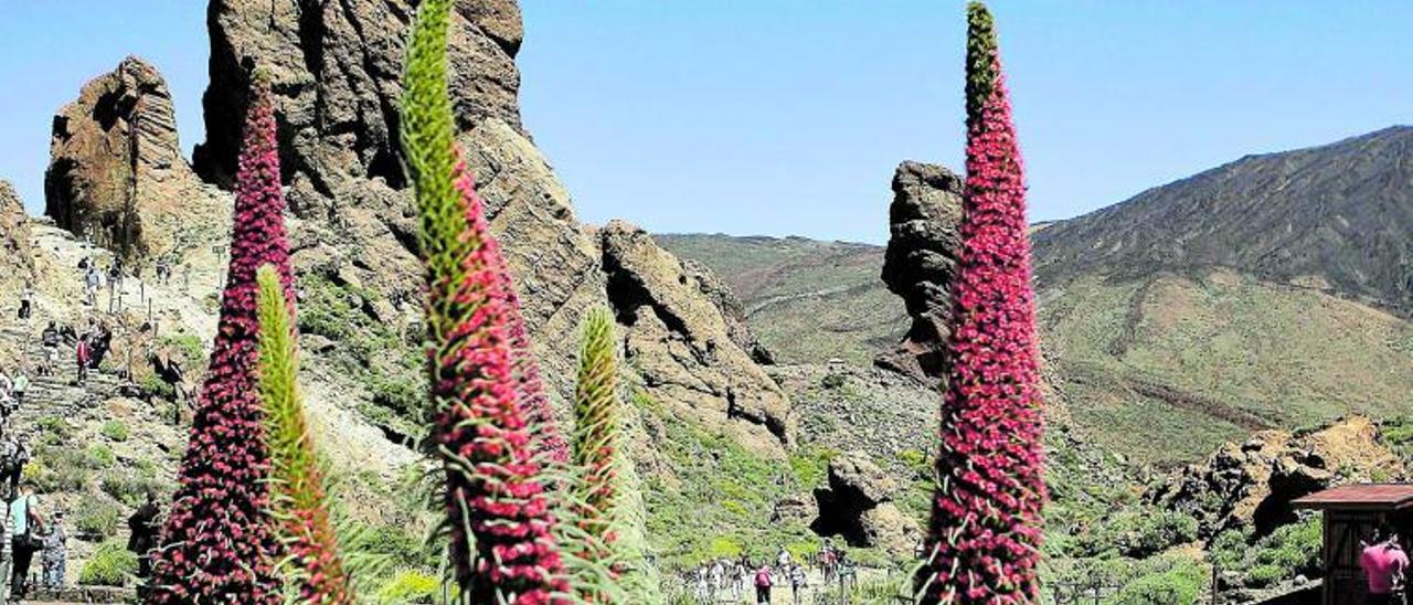 El volcán del Teide con varios ejemplares de tajinastes rojos en flor en el Parque Nacional del Teide.