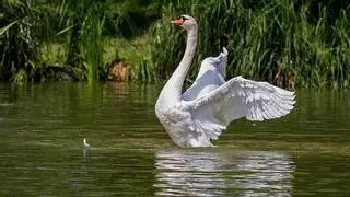 Llega a España la gripe aviar que está matando millares de aves en Israel