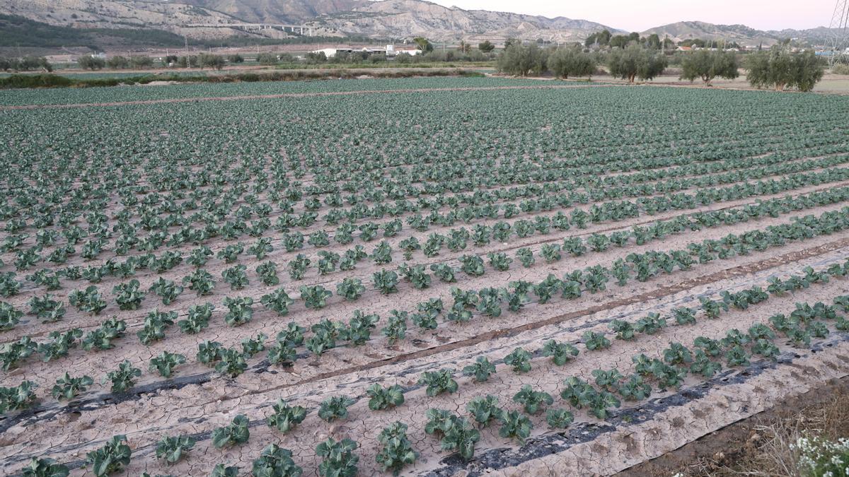 Imagen de archivo de una plantación en la Región de Murcia
