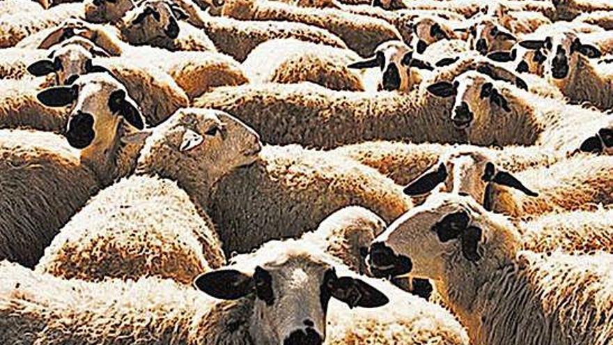 Un rebaño de ovejas de razas autóctonas.