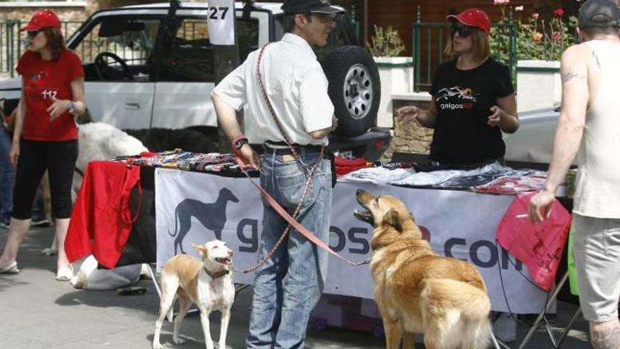 Salt acull amb èxit la tercera edició de la Fira Animalista