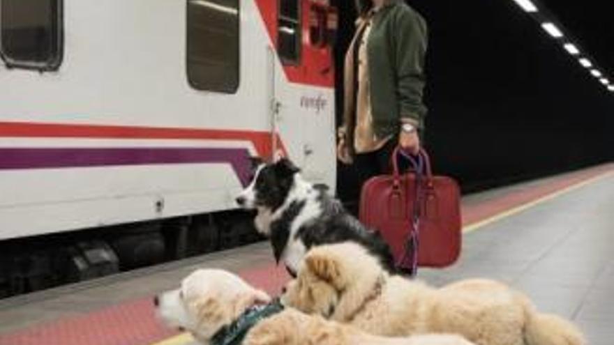 No sin mi perro: canes de más de 10 kilos en los trenes