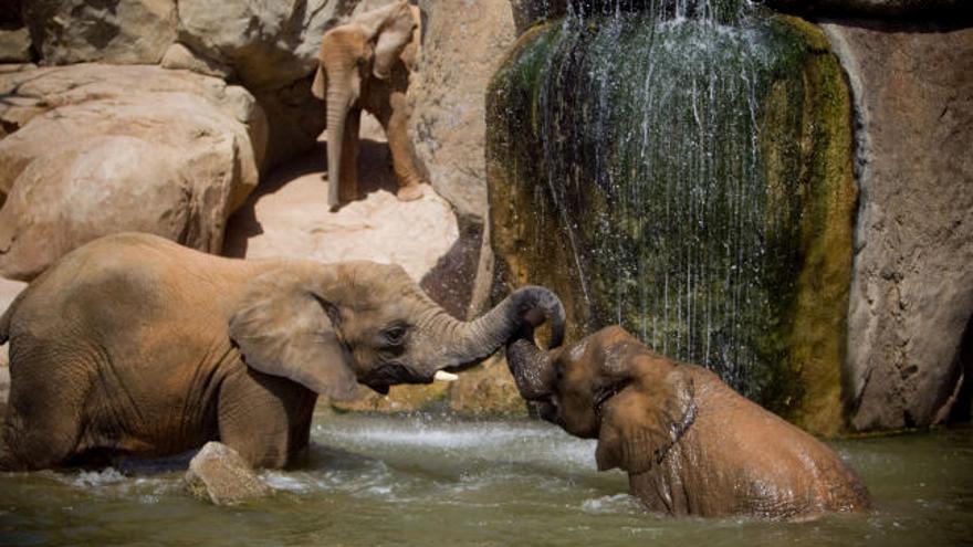 Analizan la situación actual del elefante y su conservación en el Bioparc de Valencia