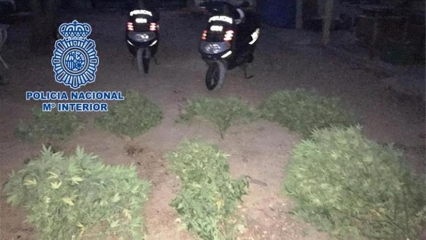 Incautados 10 kilogramos de marihuana al desmantelar una plantación en Córdoba