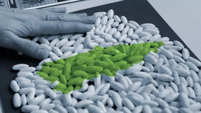 El cultivo de faba asturiana se dispara con más hectáreas que nunca: 218