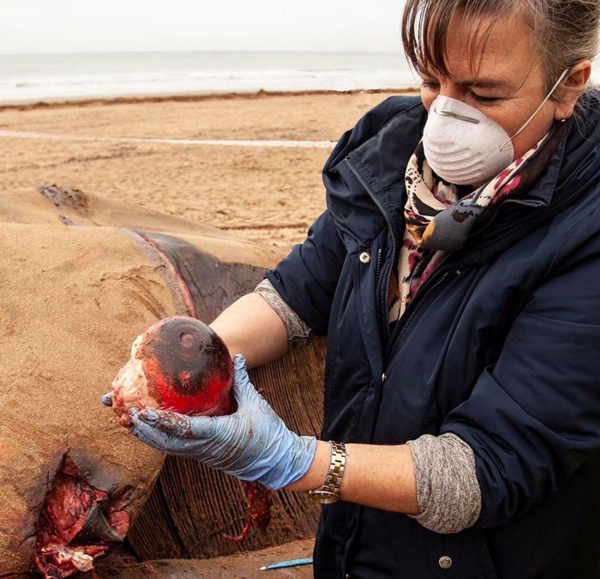 La bióloga Elena Vecino, con el ojo que extrajo del cadáver de la ballena varada en Sopelana; debajo, zona de la exposición en Valencia, con un esqueleto de una ballena. UPV / Ayuntamiento de Valencia