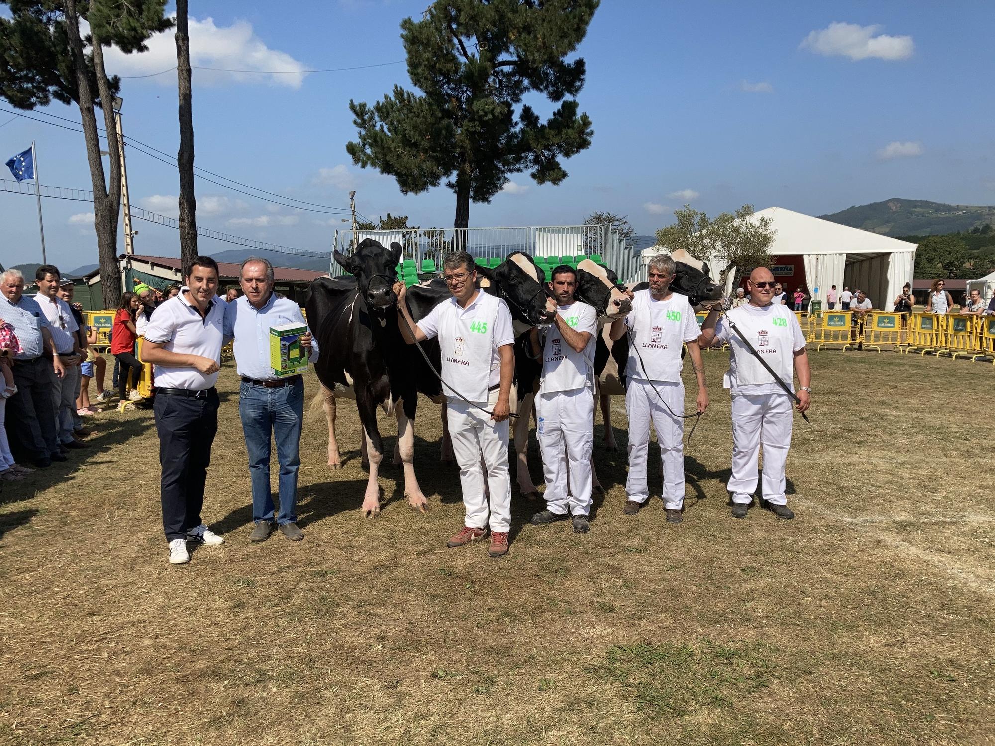 El concurso de ganado de Llanera fue todo un éxito: aquí tienes algunas de las reses ganadoras