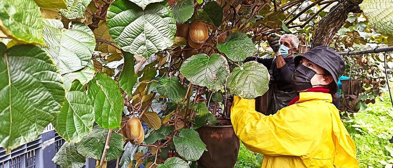 Recolectores, ayer, en la plantación de Ángel Cuesta, en Repolles (Pravia). | S. Arias