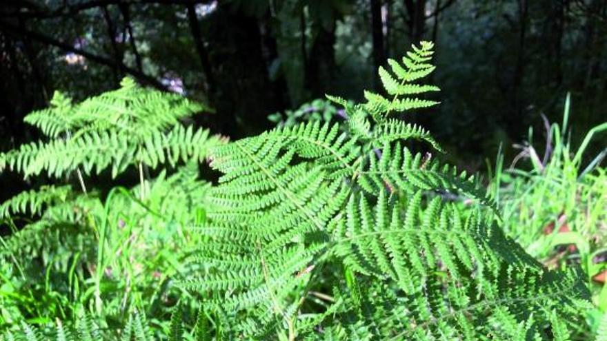 Plantas tóxicas, un peligro desconocido