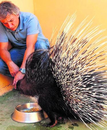 Historia del primer animal abandonado