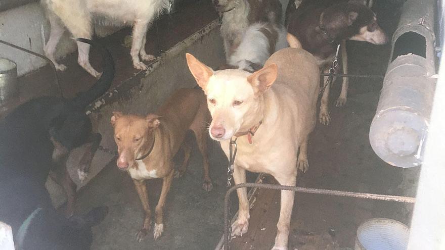 Imagen de perros en un criadero ilegal.