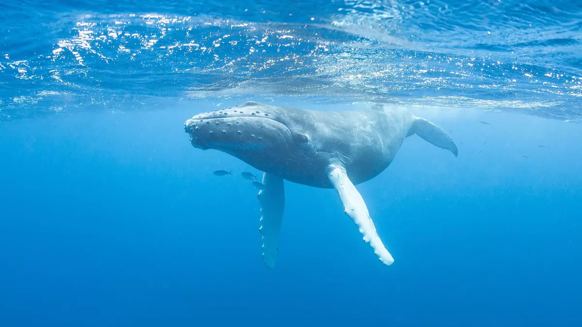 El krill, alimento de los gigantes marinos, en peligro