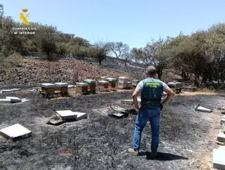 La Guardia Civil investiga a un hombre como presunto autor del incendio forestal de Tenerife