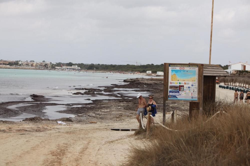 El GOB denuncia que se ha retirado posidonia de la playa de sa Ràpita con maquinaria