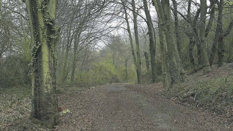 El bosque de La Zoreda.