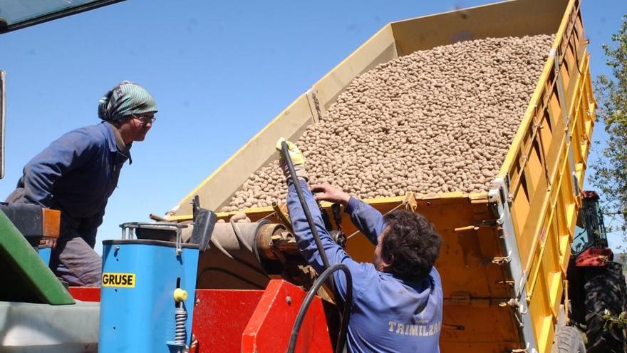 Agricultores recogiendo patata en A Limia (Ourense)