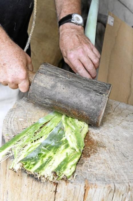 Wahre Handarbeit: Die Agavenblätter werden platt geklopft und mit einer Drahtbürste bearbeitet. Die Fasern werden danach erst getrocknet und dann wieder aufgeweicht, um Strick und Schlinge zu flechten.