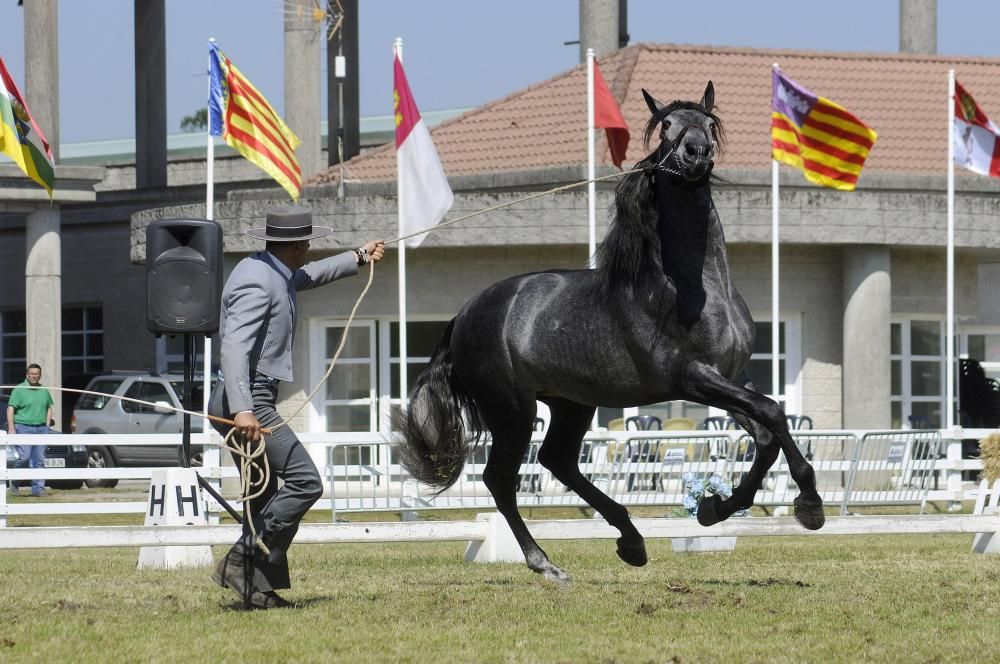 Los caballos salen a la pista en Silleda