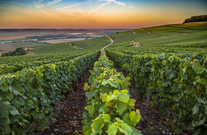 Viñedo, Francia