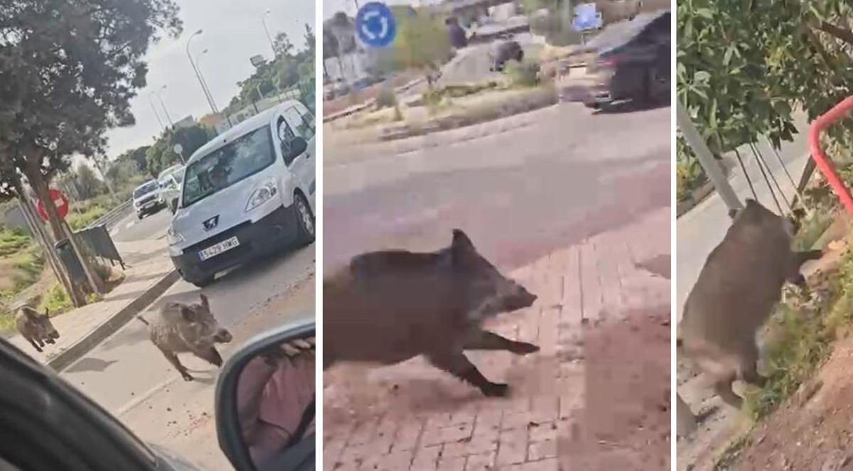 Paso de jabalíes cerca de la autovía, en La Mosca