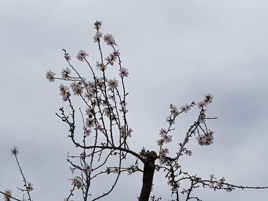 Los primeros almendros en flor, en Alaró