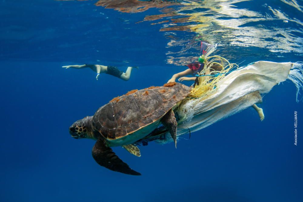 Rescatada una tortuga en Formentera que se tregó un anzuelo y un palo de chupa chup