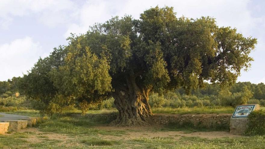 Foto de archivo de la ‘Morruda’, el popular olivo milenario de Segorbe que ronda los 1.500 años de antigüedad. | MEDITERRÁNEO