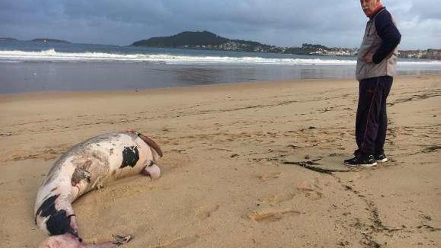 El temporal arrastra dos cadáveres de cetáceos a Panxón