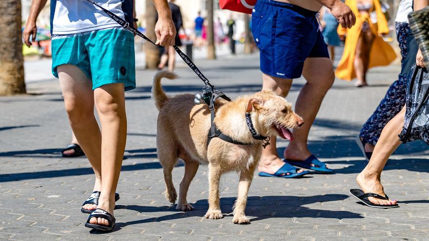 Benidorm pet friendly: estas son las rutas que puedes hacer con tu mascota