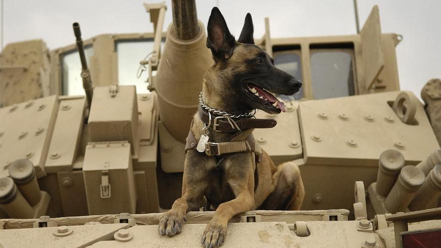 &#039;Perro bomba&#039; y aberraciones con animales durante las guerras